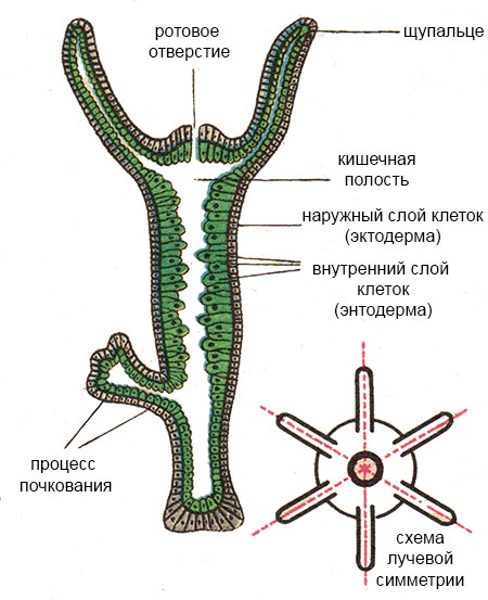 Купить наркотики томск