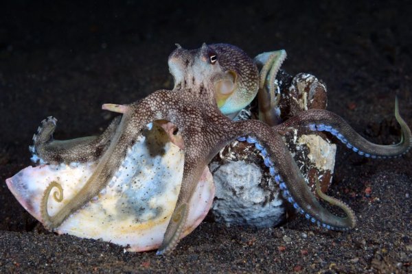Маркетплейс кракен kraken