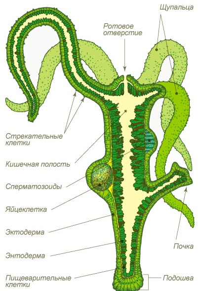 Kra35.cc